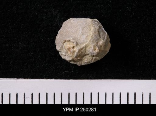 Girtyocoelia beedei