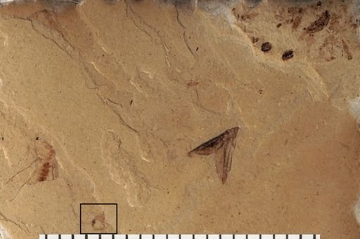Insecta
