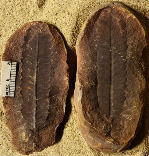 Pecopteris sp.