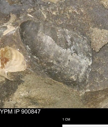 Inoceramus sp.