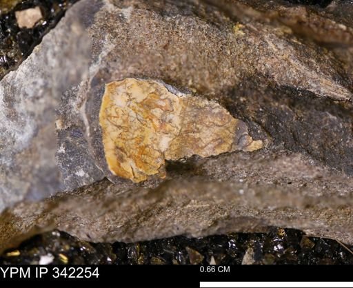 undet. Scaphitidae