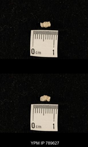undet. Bryozoa
