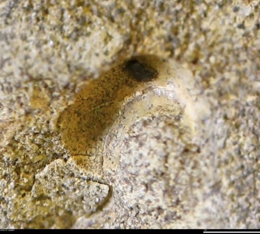 undet. Mollusca