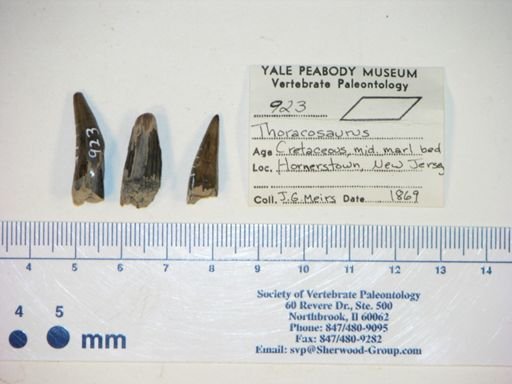Thoracosaurus sp.