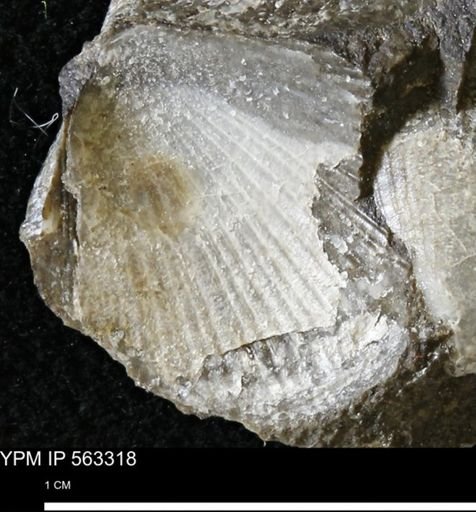 Oxytoma (Hypoxytoma)