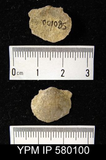 Orbinaria?