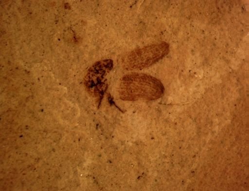 undet. Curculionidae