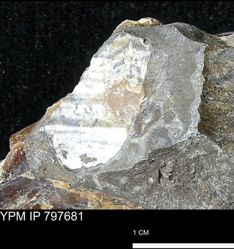 undet. Mollusca