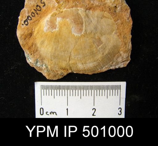 Derbyia sp.