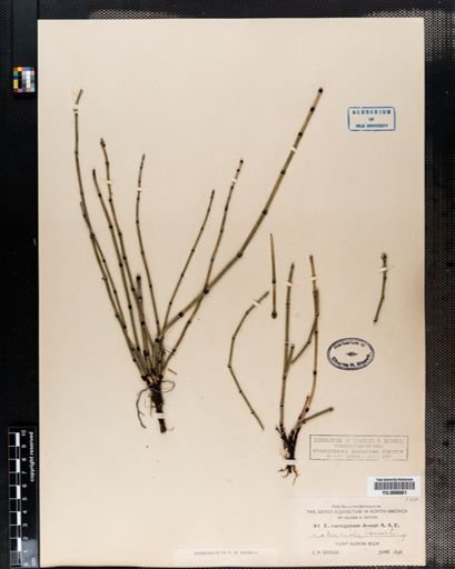 Equisetum variegatum