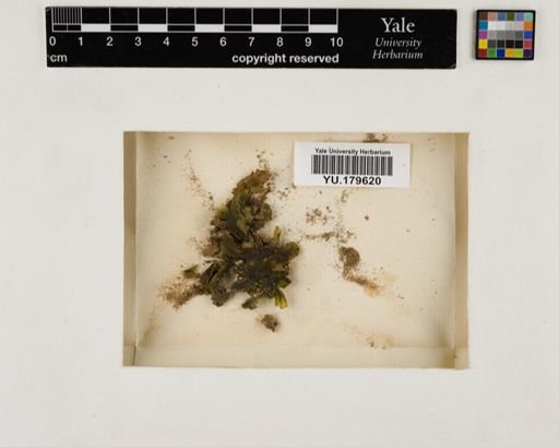 Plantae