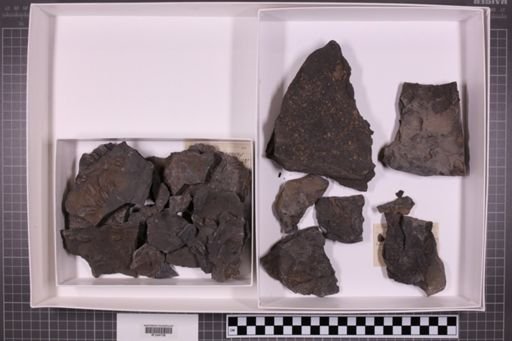 mixed taxa, stratigraphic collection