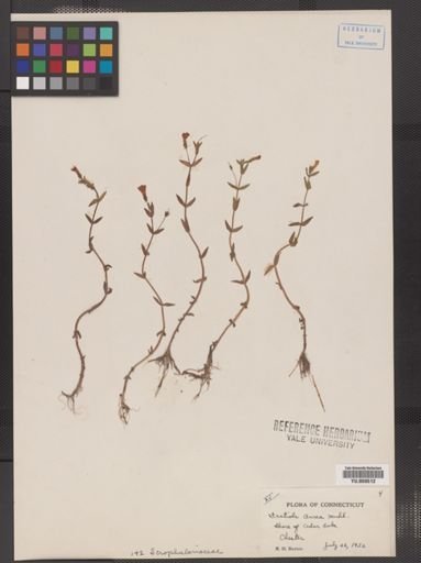 Gratiola aurea