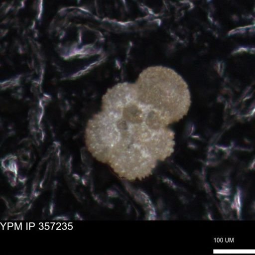 undet. Foraminiferida