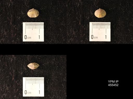 Platystrophia morrowensis