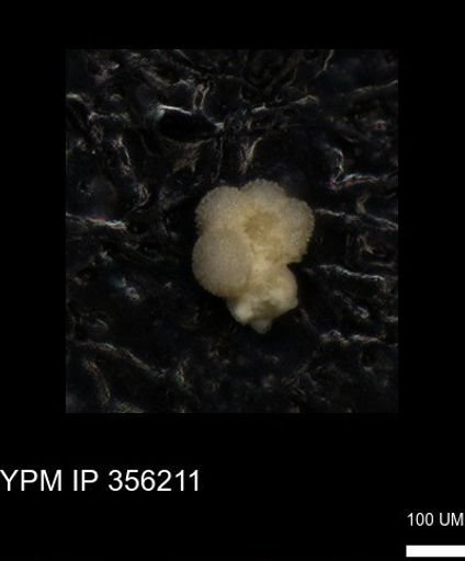 Rugoglobigerina?