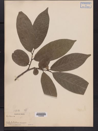 Oxandra
