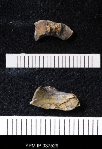 Pacifastacus chenoderma