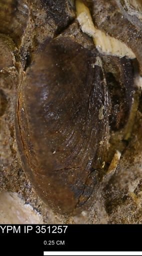 Limopsis striatopunctatus