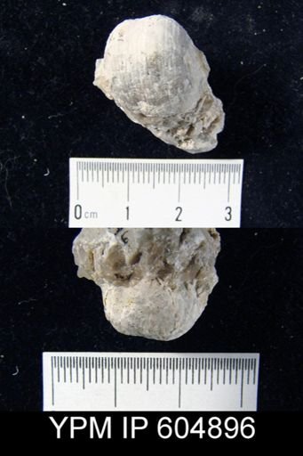 Marginifera?