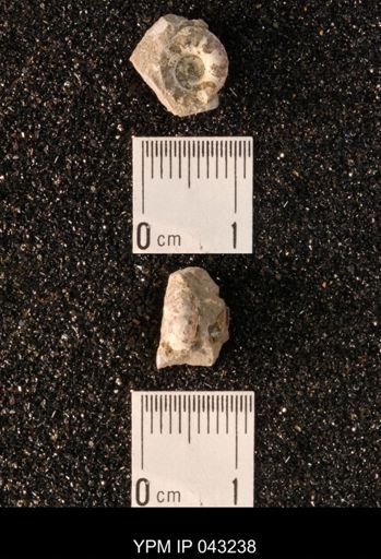 Hoploscaphites nicolletii