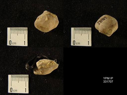Nucleospira?