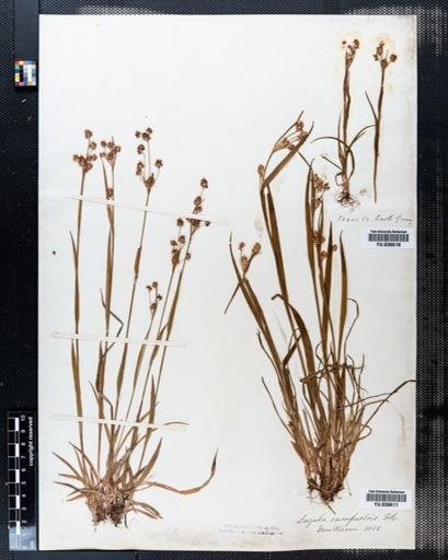 Luzula campestris