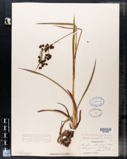 Scirpus atrovirens