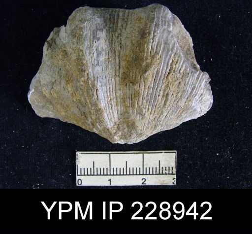 Neospirifer kansasensis