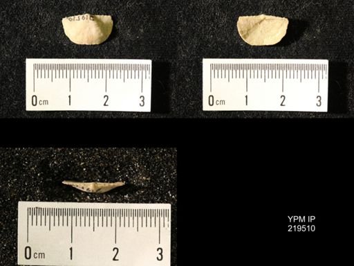 Chonetes granulifer