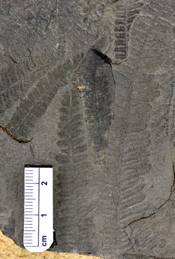 Pecopteris