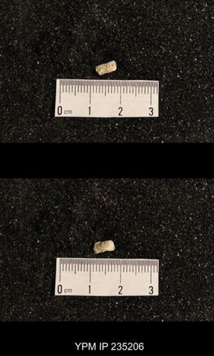 Lissochonetes geinitzianus var. plattsmouthensis