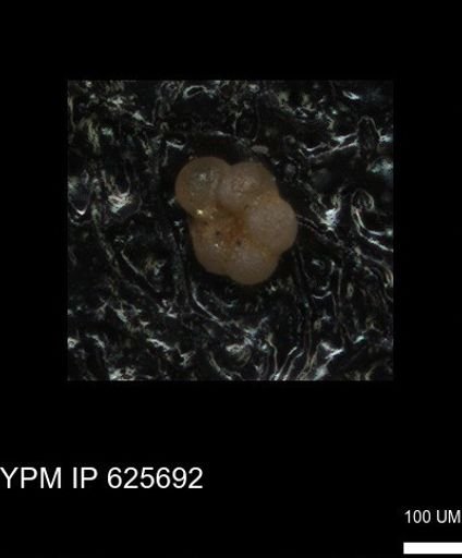 undet. Foraminiferida