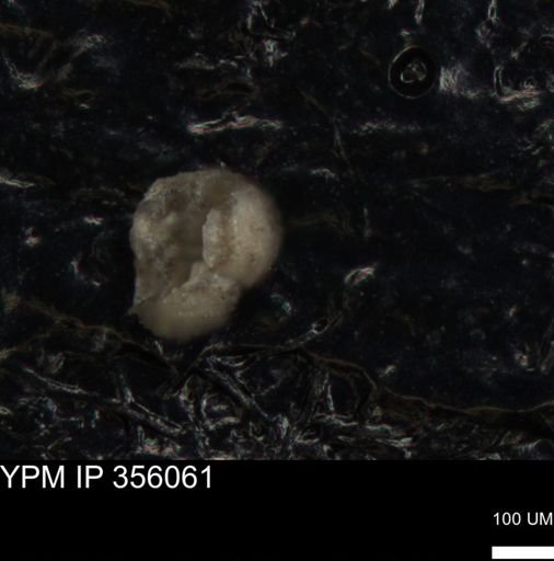 undet. Foraminiferida