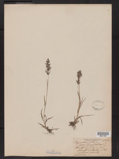Agrostis alba