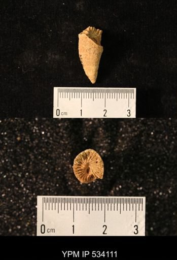 undet. Rugosa