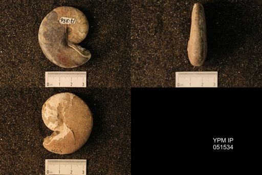 Hoploscaphites nicolletii