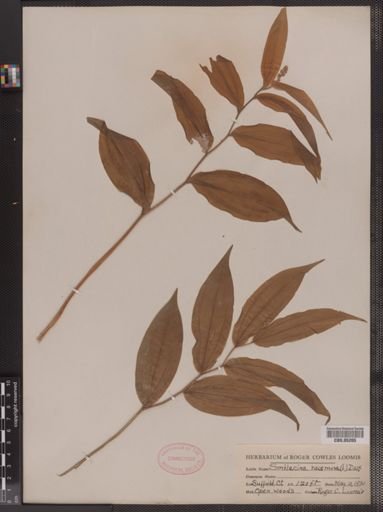 Maianthemum