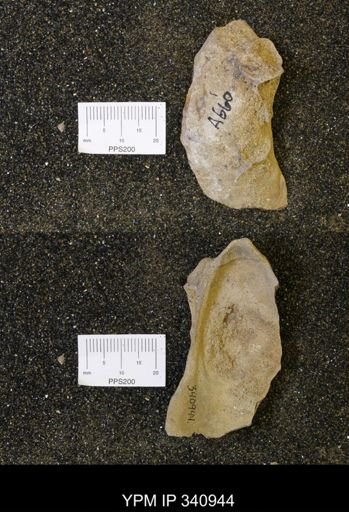 undet. Ostreidae