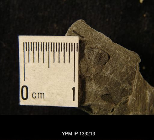 Phacops rana