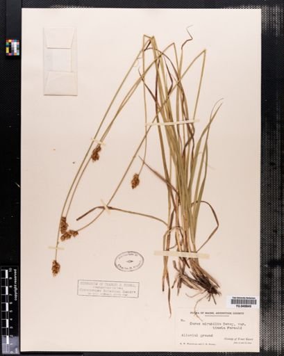 Carex normalis