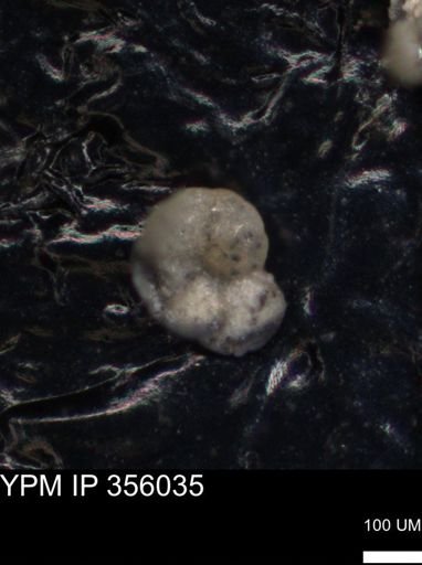 undet. Foraminiferida