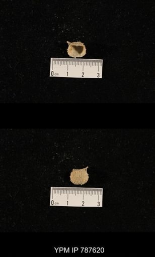 undet. Brachiopoda