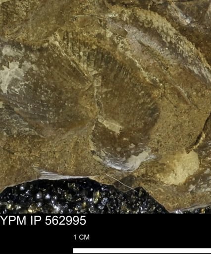Oxytoma (Hypoxytoma) sp.