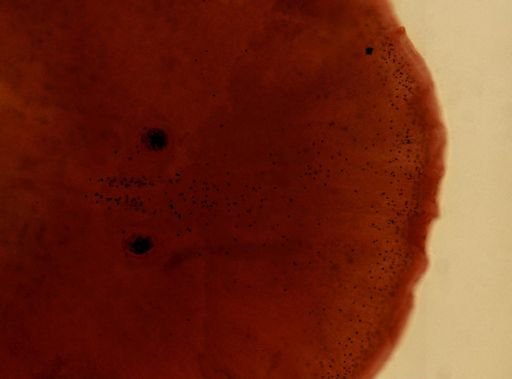 Stylochus frontalis
