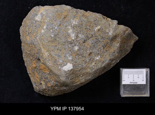 Salterella sp.