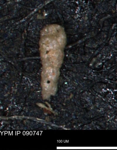 Verneuilinoides kansasensis