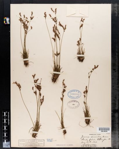 Juncus secundus