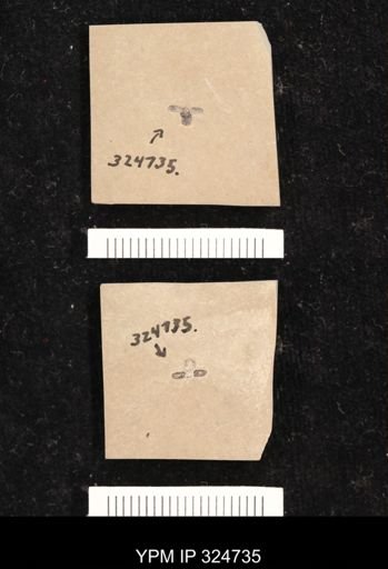 undet. Coleoptera