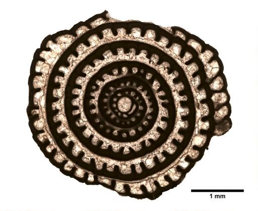 Pseudofusulina huecoensis